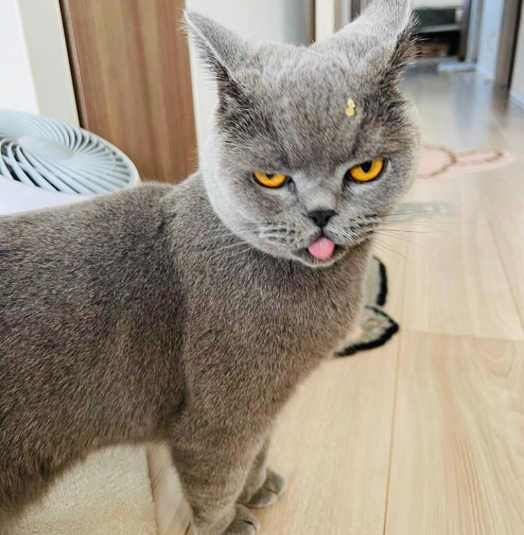 British shorthair cat is available