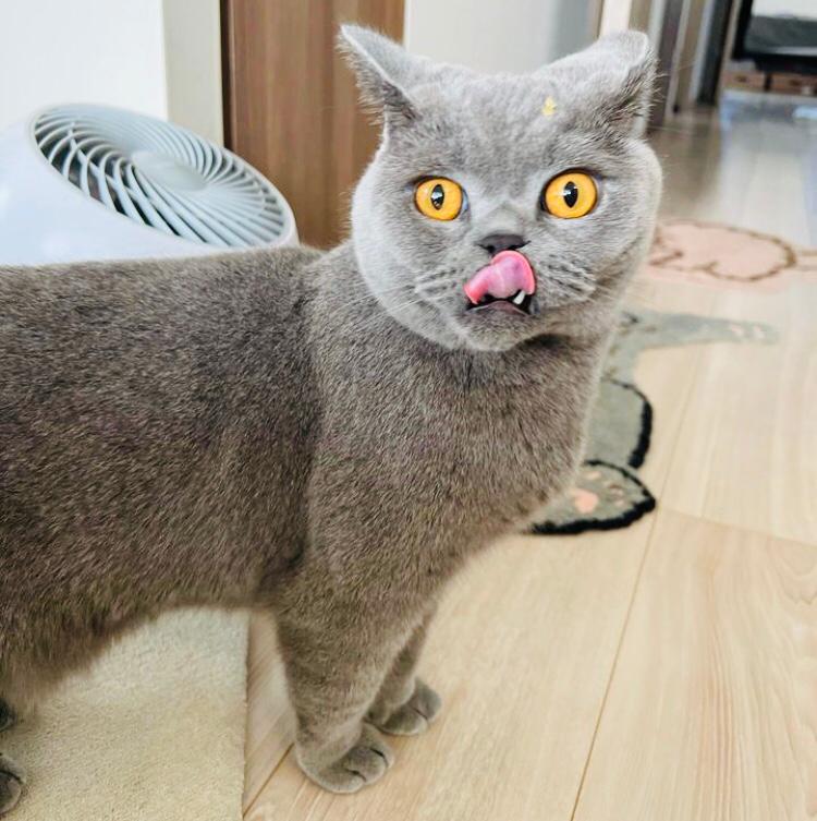 British shorthair cat is available