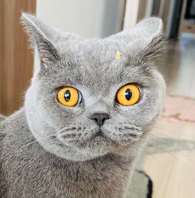 British shorthair cat is available