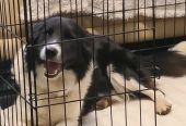 BORDER COLLIE PUPPIES