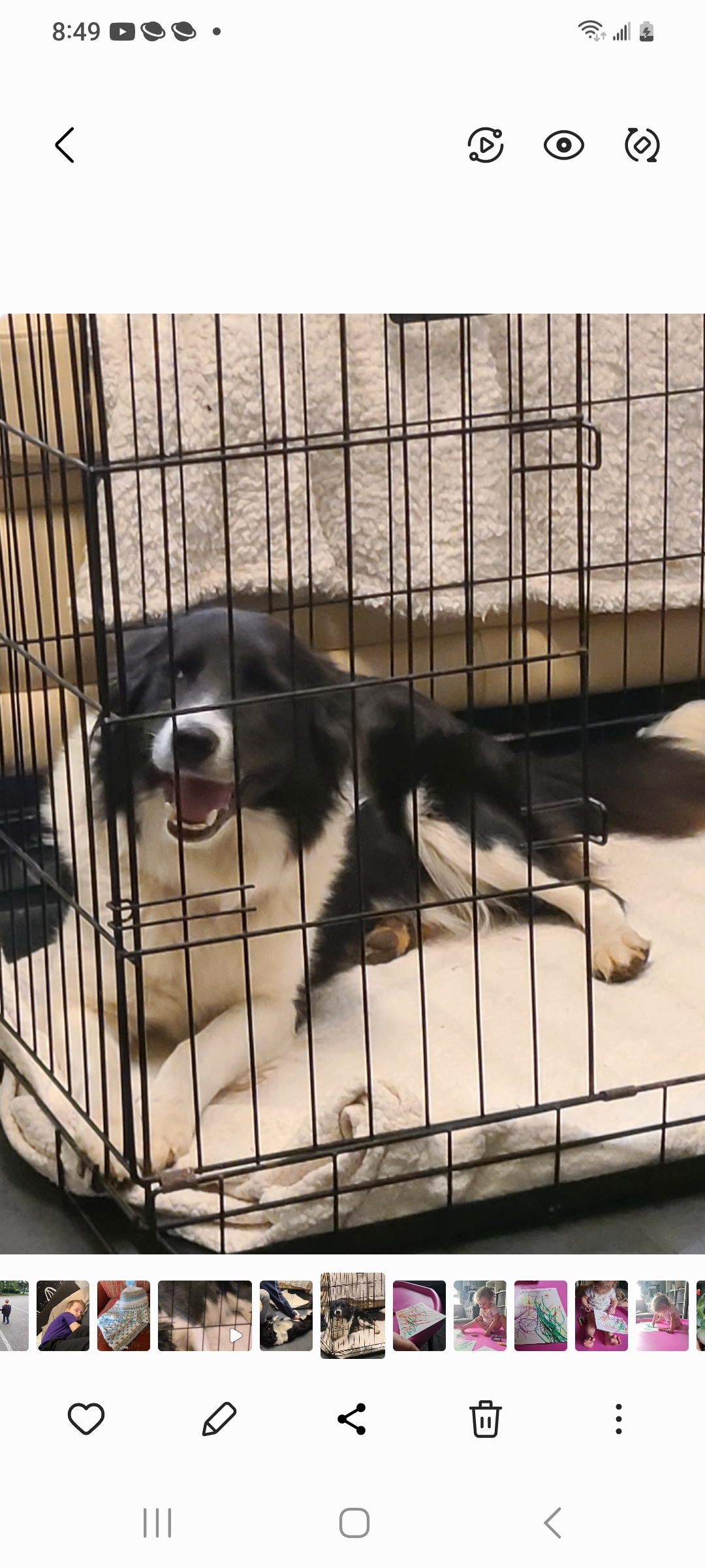 BORDER COLLIE PUPPIES