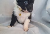 BORDER COLLIE PUPPIES