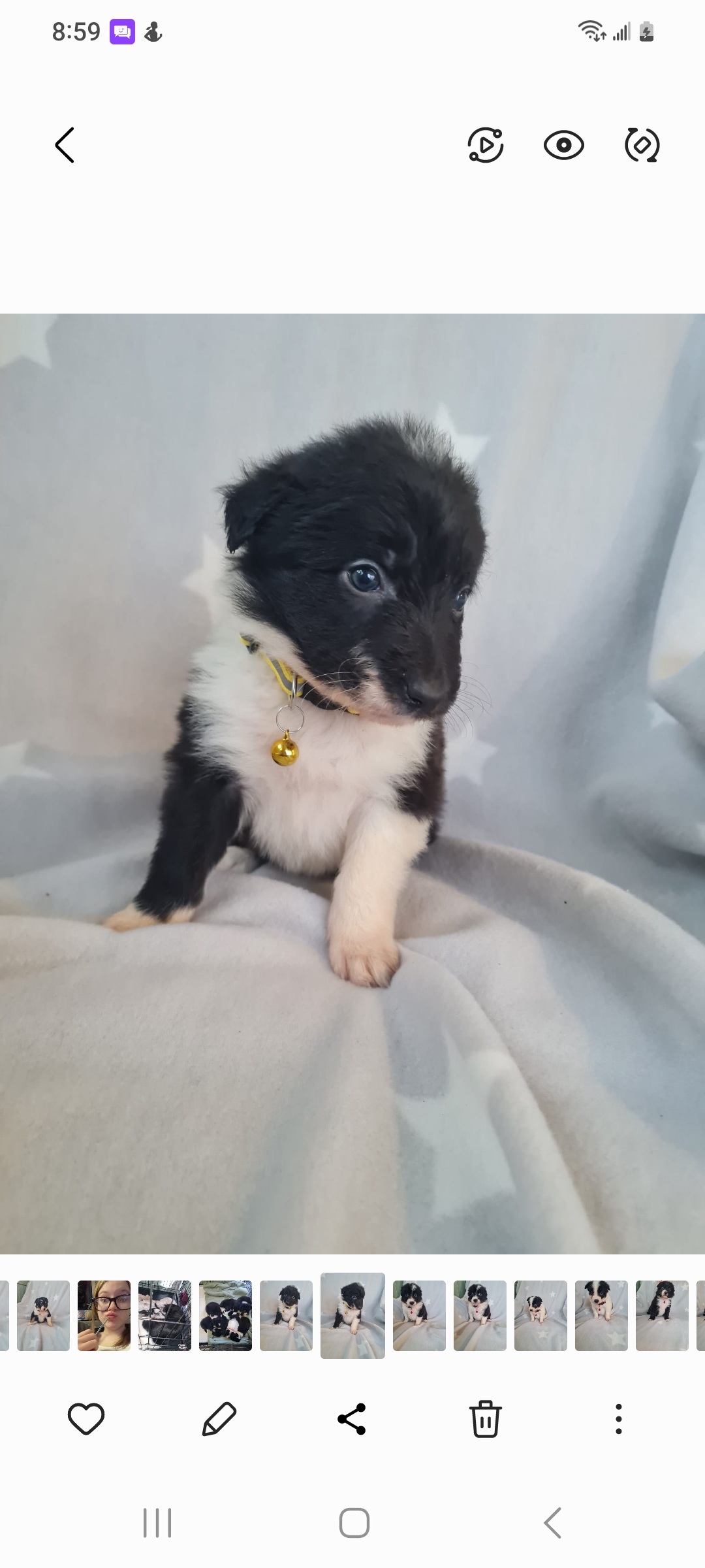 BORDER COLLIE PUPPIES