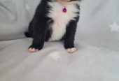 BORDER COLLIE PUPPIES