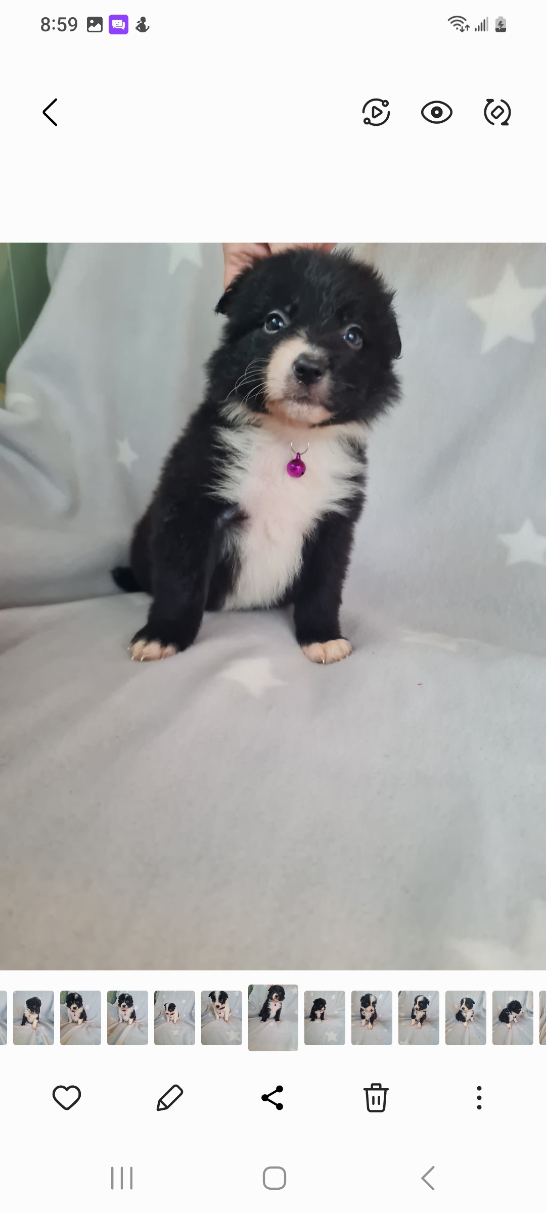 BORDER COLLIE PUPPIES