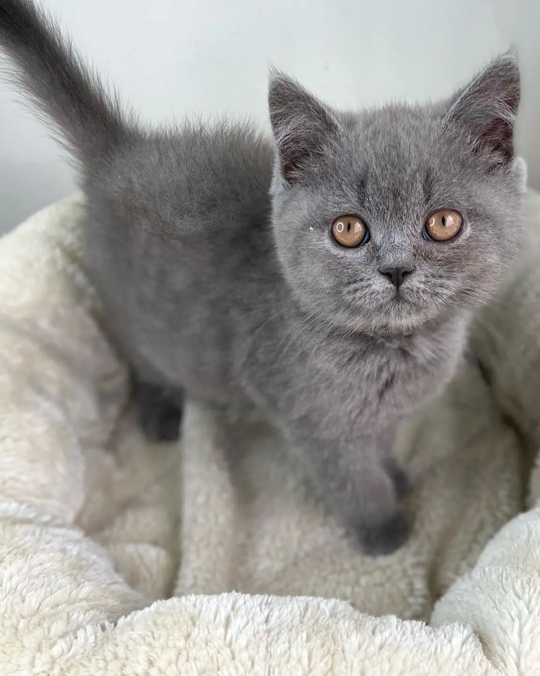British Shorthair kittens