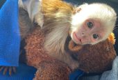 Male and Female Capuchin Monkeys for Sale