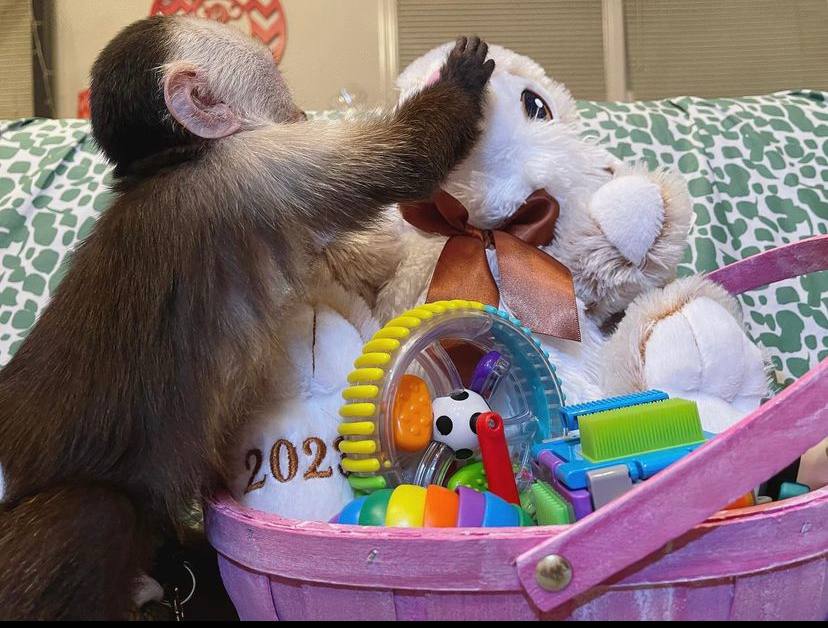 Male and Female Capuchin Monkeys for Sale