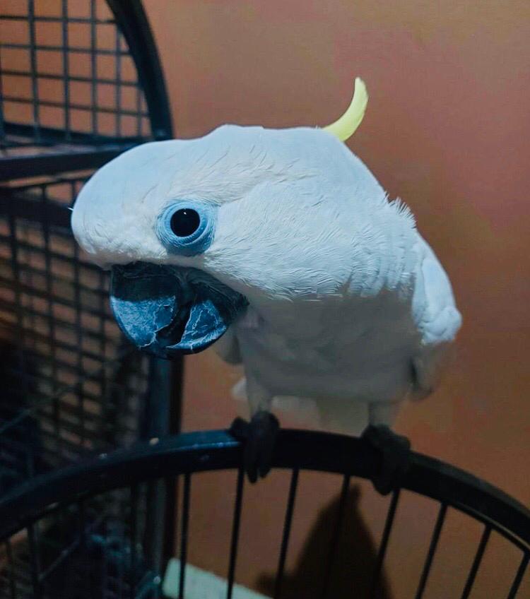 Cockatoo Bird AvailableWhatsapp us+442032902252