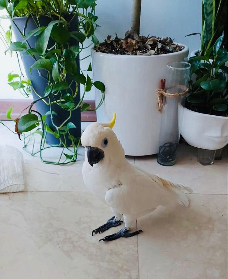 Cockatoo Bird AvailableWhatsapp us+442032902252