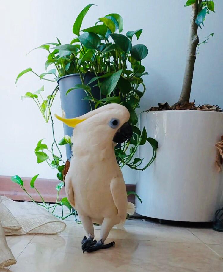 Cockatoo Bird AvailableWhatsapp us+442032902252