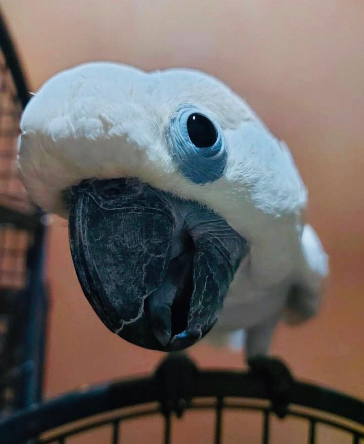 Cockatoo Bird AvailableWhatsapp us+442032902252