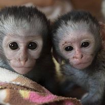Capuchin Monkeys ready to go