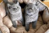 Amazing British Shorthair kittens for xmas