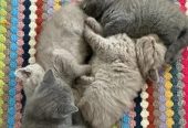 Adorable British Shorthair kitten Available