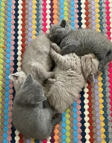 Adorable British Shorthair kitten Available