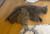 Adorable British Shorthair kitten Available