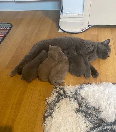 Adorable British Shorthair kitten Available