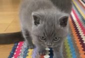 Adorable British Shorthair kitten Available