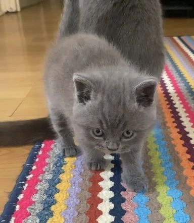 Adorable British Shorthair kitten Available