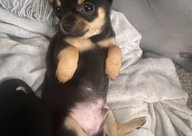 Perfect Chihuahua Puppies Ready For A Family