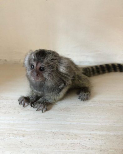Amazing marmoset Monkeys for Sale