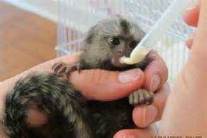 Pygmy Marmoset Monkey Available