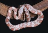 (Sexed) male ghost/cinder cornsnake with everything..