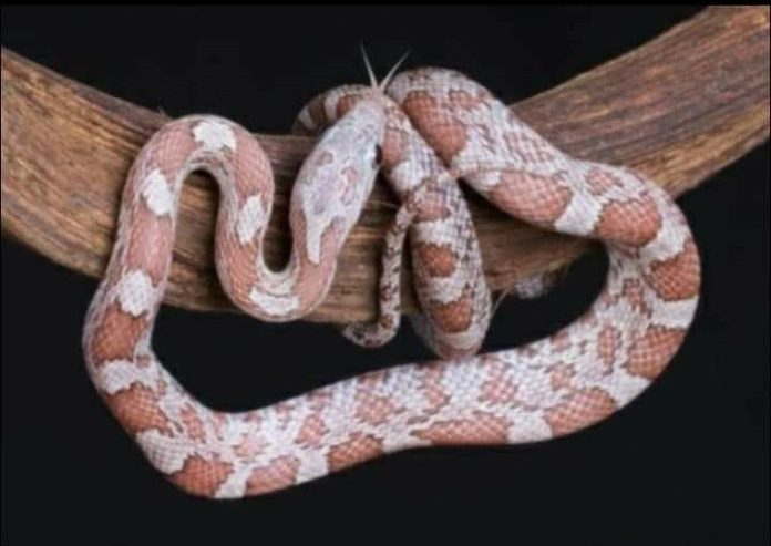 (Sexed) male ghost/cinder cornsnake with everything..