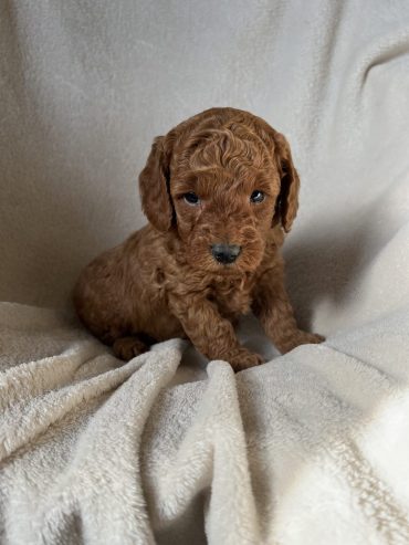 KC Red Toy Poodle puppy