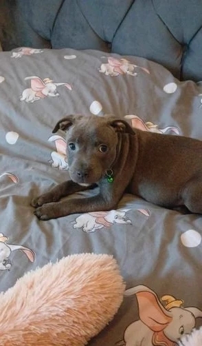 Perfect Blue Staffordshire Bull Terrier Pups Available