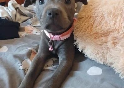 Perfect Blue Staffordshire Bull Terrier Pups Available