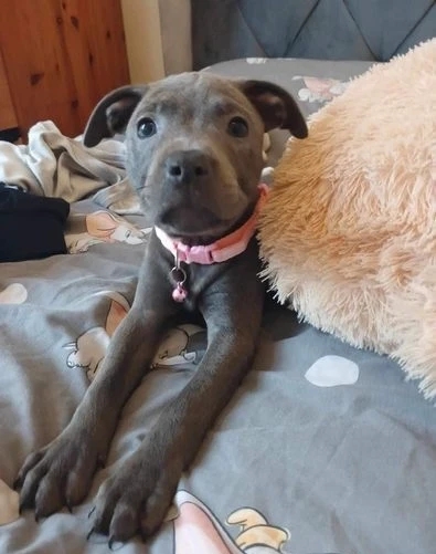 Perfect Blue Staffordshire Bull Terrier Pups Available