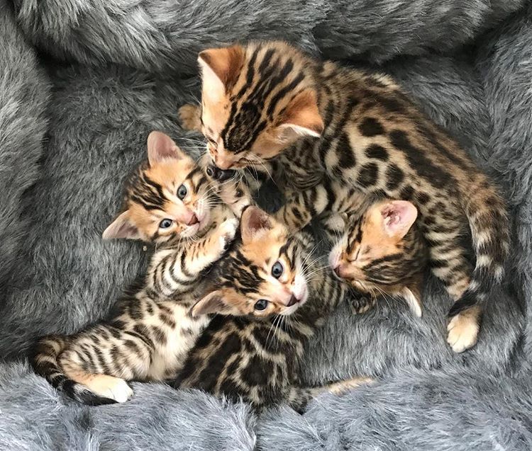 Eight Pure Breed Bengal Kittens