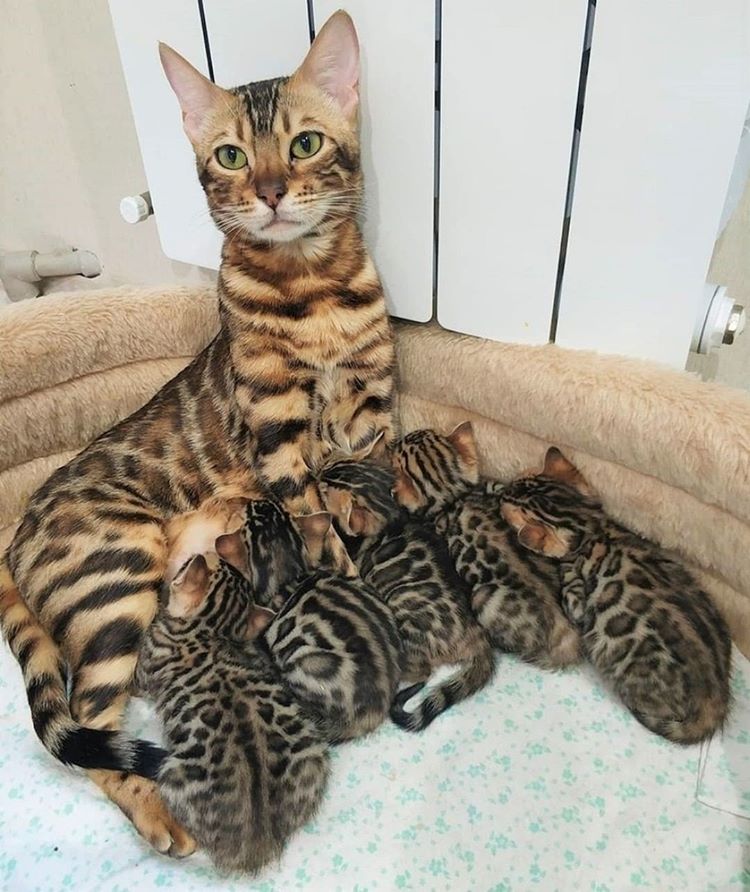 Eight Pure Breed Bengal Kittens