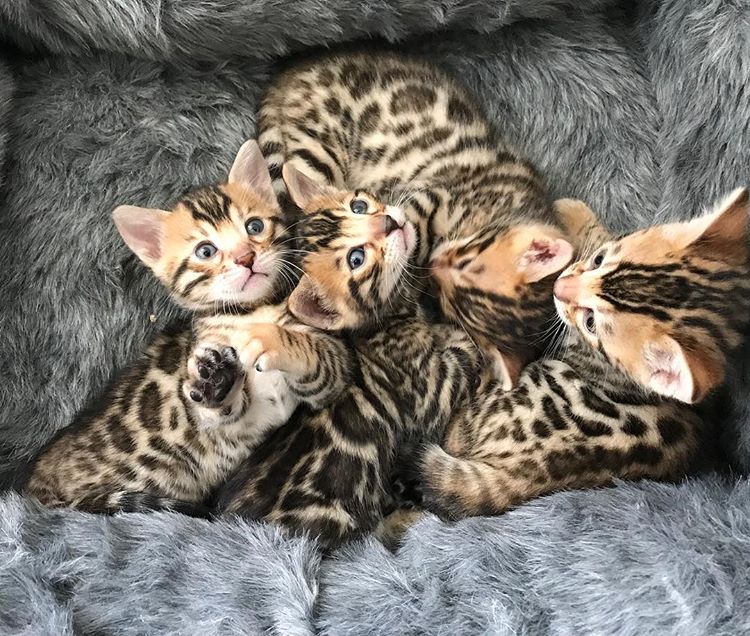 Eight Pure Breed Bengal Kittens