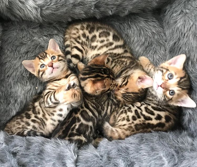 Eight Pure Breed Bengal Kittens