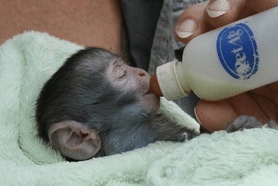 Capuchin monkey for sale