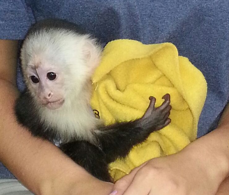 White-Face Capuchin Monkeys available