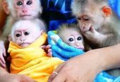4 Gorgeous Baby Capuchin Monkeys