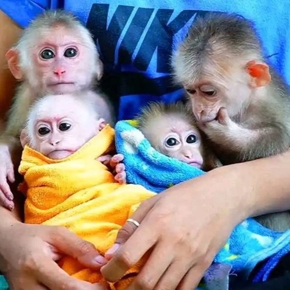 Celebrity Baby Capuchin Monkeys available for lovely homes in United Kingdom