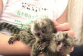 Top Quality Marmoset Monkeys available for lovely homes in United Kingdom
