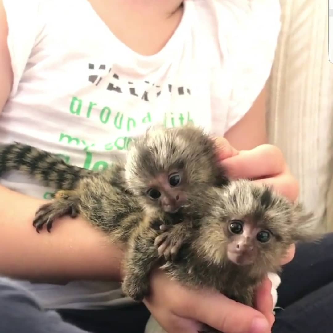 2 Adorable baby Marmoset monkeys in England, London, UK