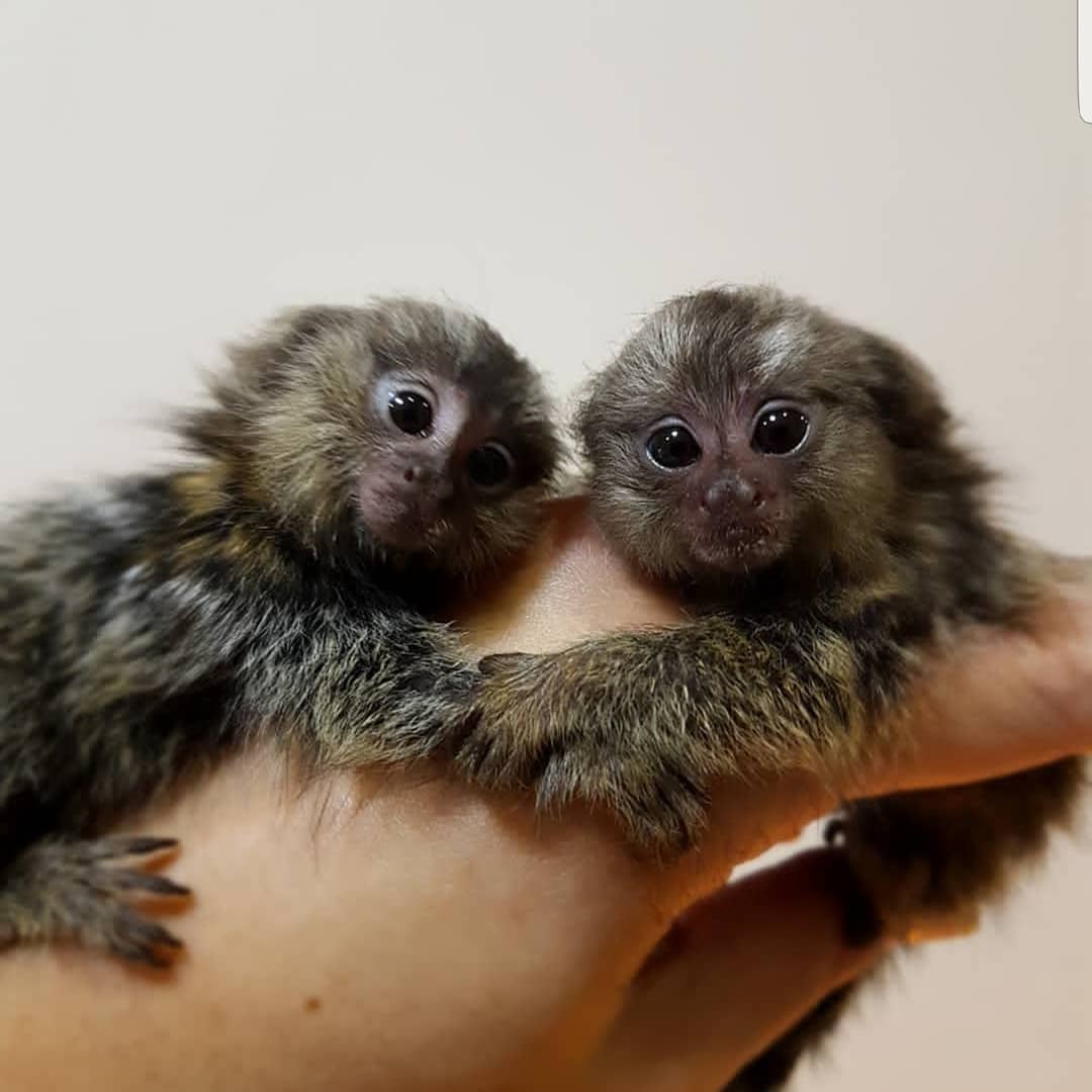 2 Adorable baby Marmoset monkeys in England, London, UK