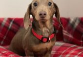 KC REGISTERED ISABELLA FEMALE DACHSHUND – Dungannon, Northern Ireland,