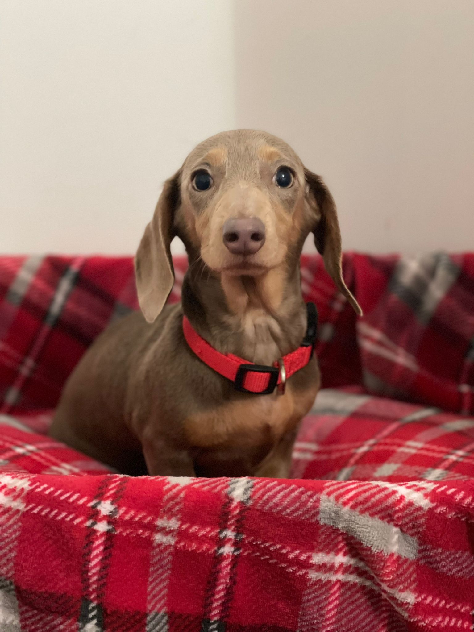 KC REGISTERED ISABELLA FEMALE DACHSHUND – Dungannon, Northern Ireland,