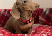 KC REGISTERED ISABELLA FEMALE DACHSHUND – Dungannon, Northern Ireland,