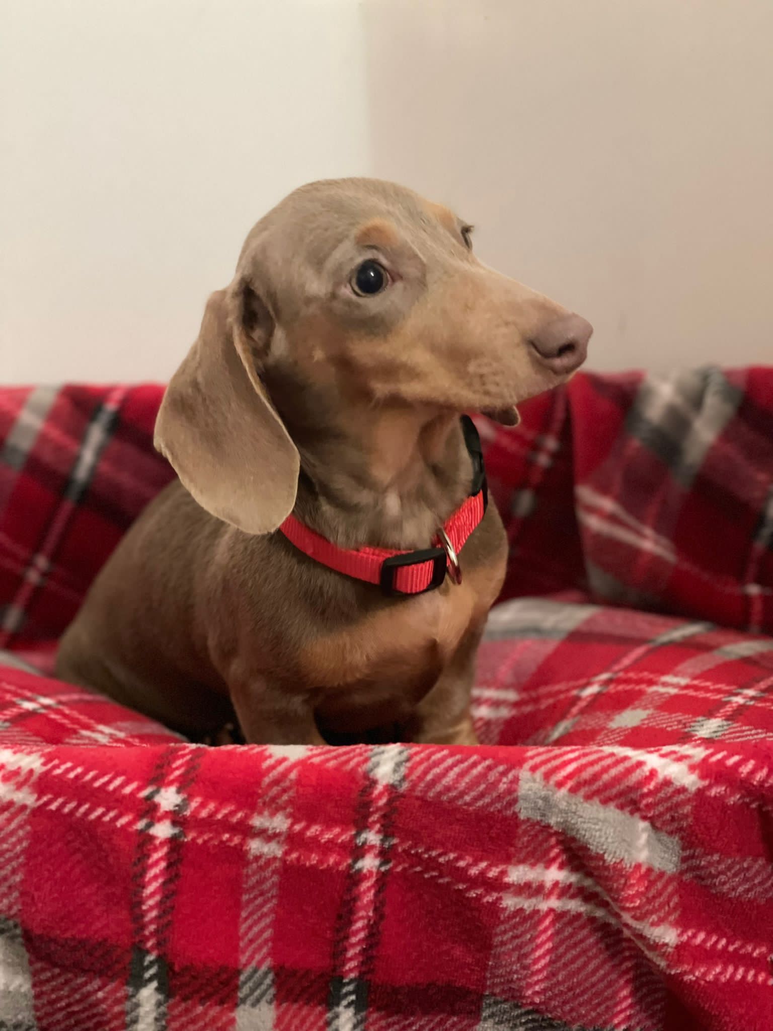 KC REGISTERED ISABELLA FEMALE DACHSHUND – Dungannon, Northern Ireland,