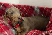 KC REGISTERED ISABELLA FEMALE DACHSHUND – Dungannon, Northern Ireland,
