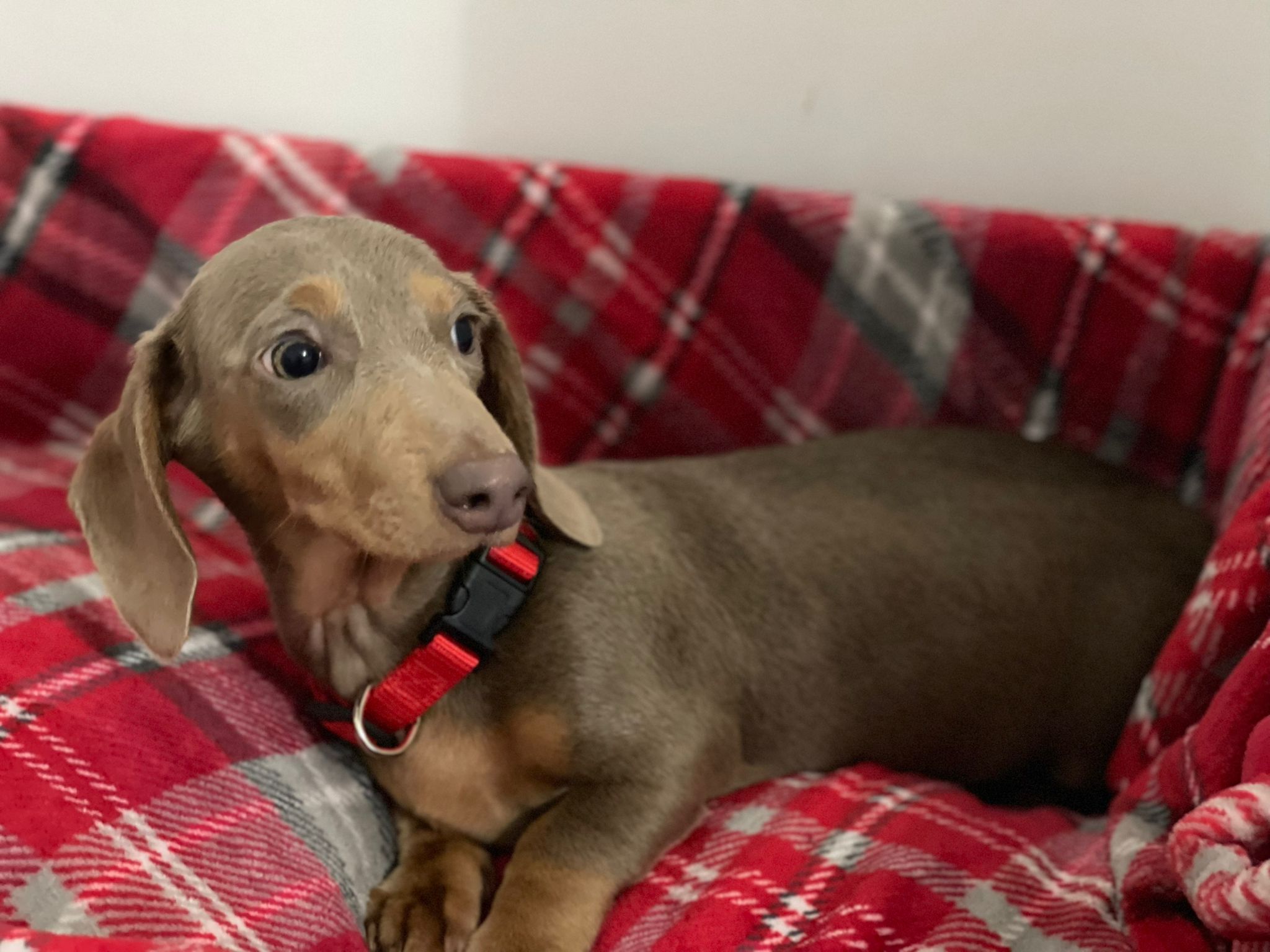KC REGISTERED ISABELLA FEMALE DACHSHUND – Dungannon, Northern Ireland,